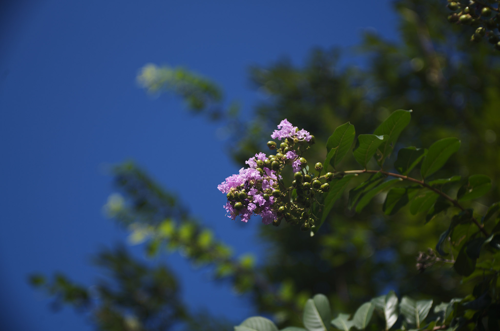 レンズ(単焦点) SOM BERTHIOT FLOR35mm f3.5 L39 レンズ(単焦点) SOM BERTHIOT FLOR35mm f3.5 L39 SOM BERTHIOT