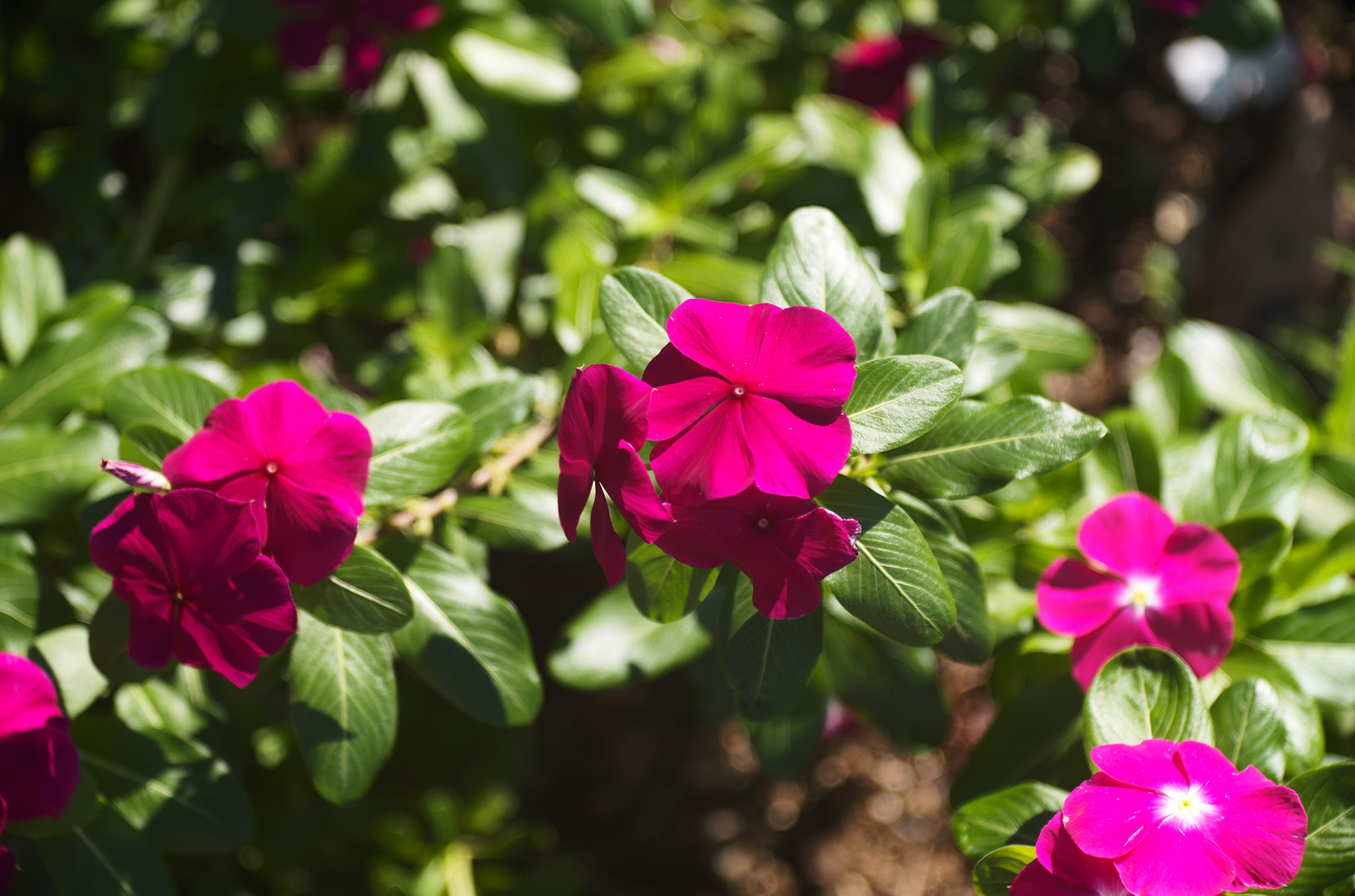 r*1様 319 希少Som Berthiot Flor F/3.5 90mm RARE * SOM Berthiot Flor 90mm f3.5 Original for Leica LTM w/ hood